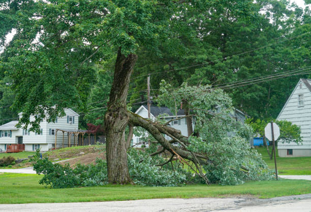 Best Tree Disease Treatment  in Casey, IL